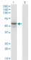 FUCA1 Antibody (monoclonal) (M01)